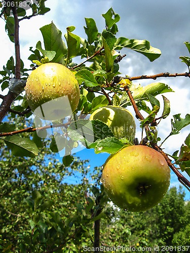 Image of very tasty and ripe apples