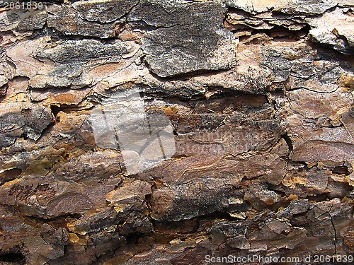 Image of Dark bark of a pine