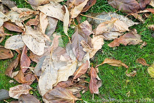 Image of Green grass and fallen leaves.