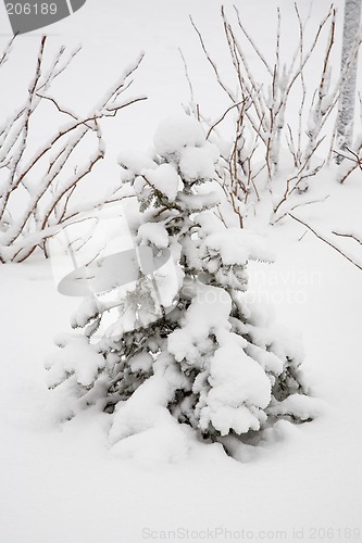 Image of After snowstorm. Street lamp.