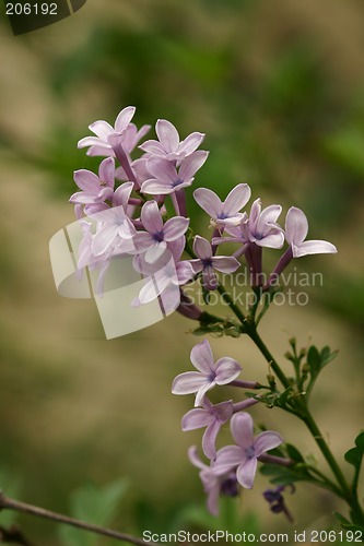 Image of Purple Lilac