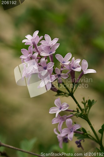 Image of Purple Lilac