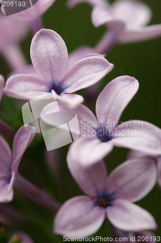 Image of Lilac closeup