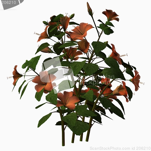 Image of Hibiscus-Peach