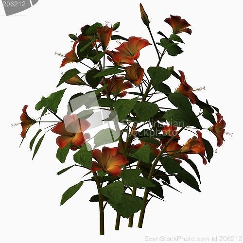 Image of Hibiscus-Red
