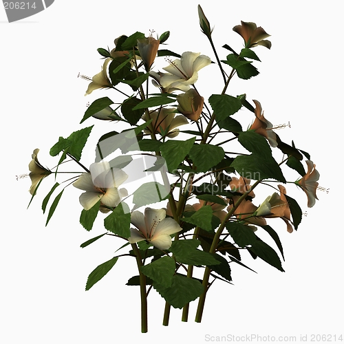 Image of Hibiscus-White