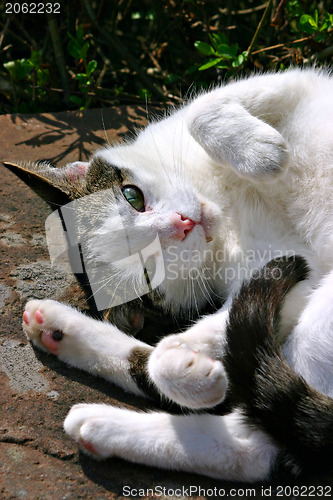 Image of White cat