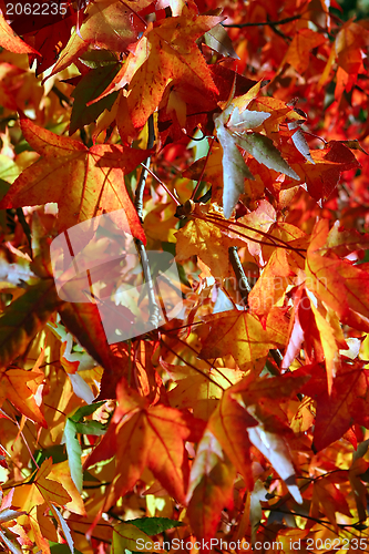 Image of Red leaves background