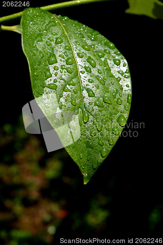 Image of Green dew wet leaf