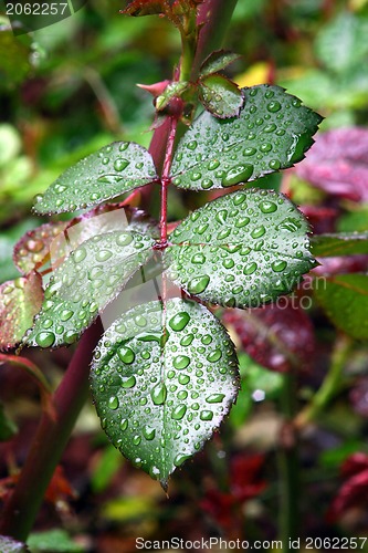 Image of Green dew wet leaves