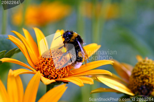 Image of Bumble-bee on a daisy