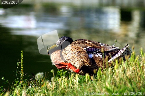 Image of The sweetest duck in the world