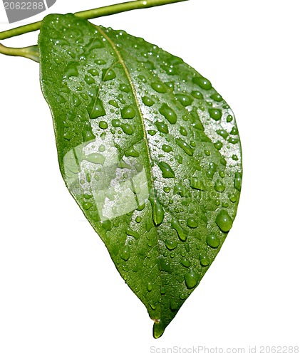 Image of Green dew wet leaf isolated