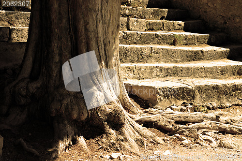 Image of Tree and flight of steps