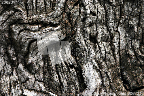 Image of Bark texture