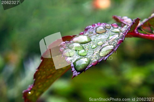 Image of Green dew wet leaf