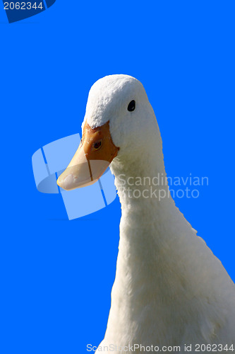 Image of White duck
