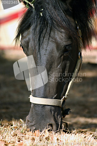 Image of Horse eating grass