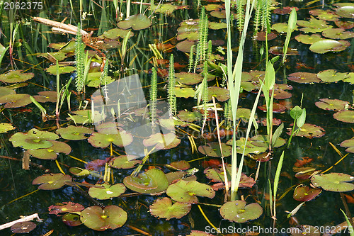 Image of Luxuriant pond