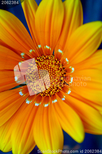 Image of Yellow flower closeup