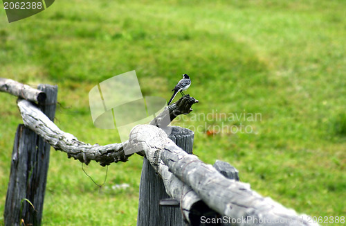 Image of Bird on a fence