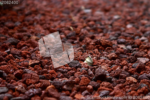 Image of Leaf amidst pebbles