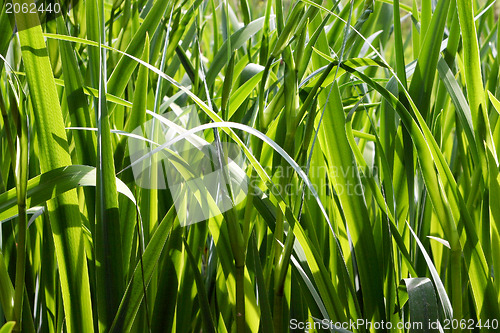 Image of Stems in the wind