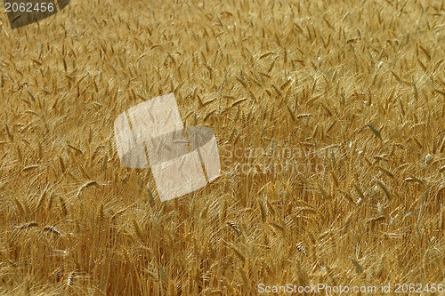 Image of Corn field