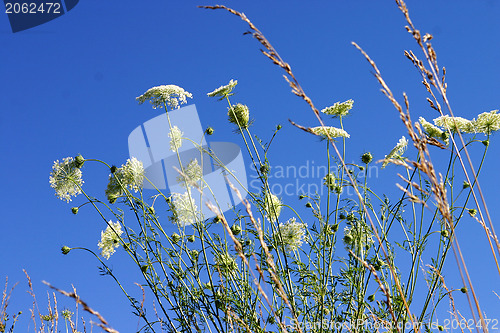 Image of Sky plants and flowers