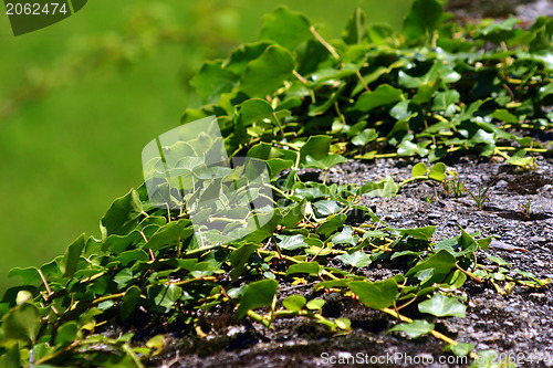 Image of Green creeping ivy