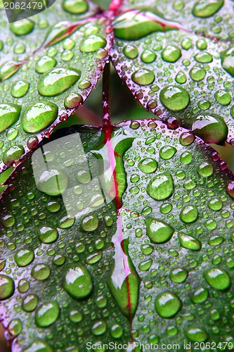 Image of Green dew wet leaves