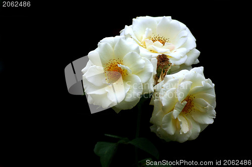 Image of White flower