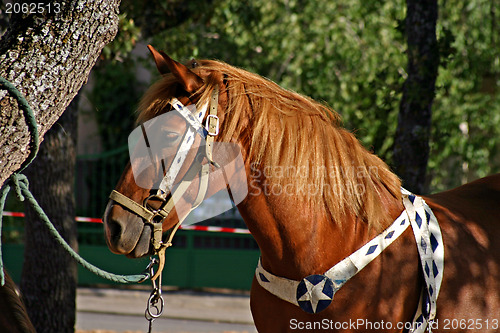 Image of Tied horse