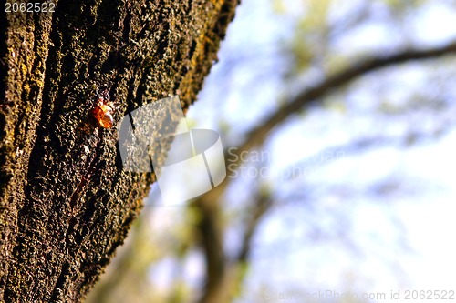 Image of Bark with resin