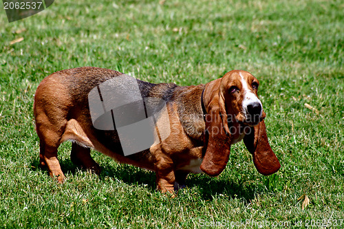 Image of Dachshund on the grass