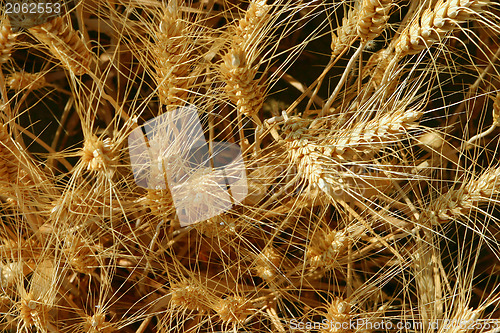 Image of Corn field closeup