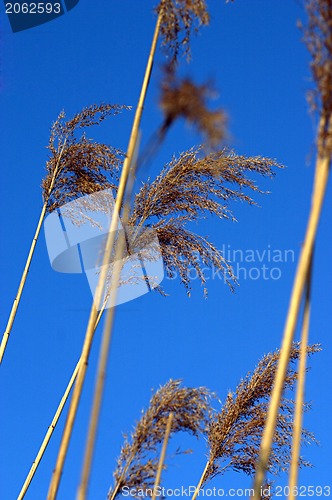 Image of Stems in the wind