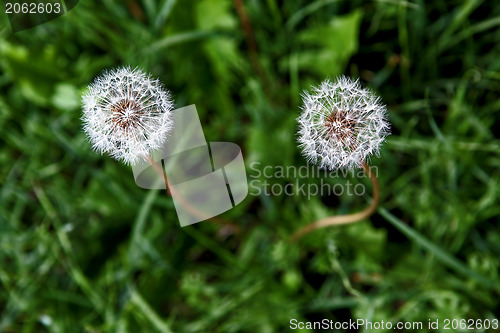 Image of Dandelion couple from above
