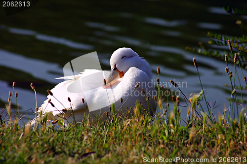 Image of The sweetest duck in the world