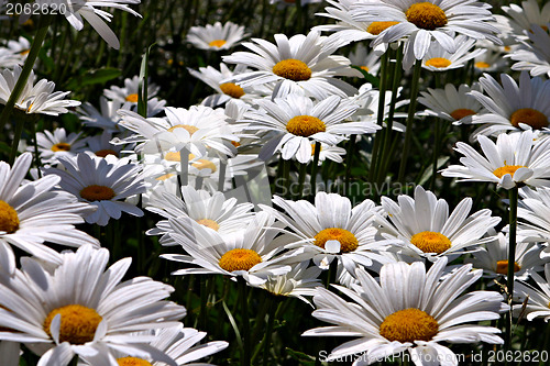 Image of White daisies