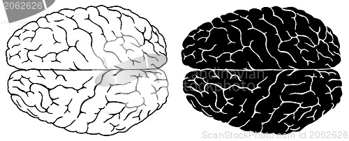 Image of Human brain