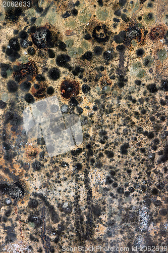 Image of Mouldy wood texture