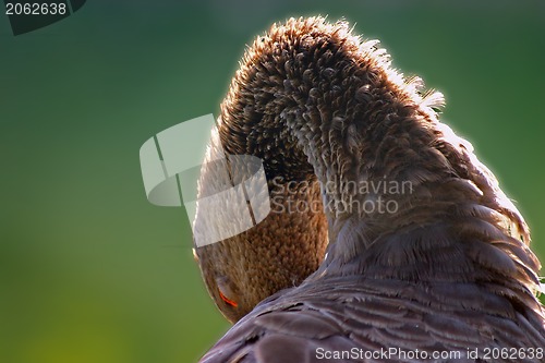 Image of Gray goose nearby the lake