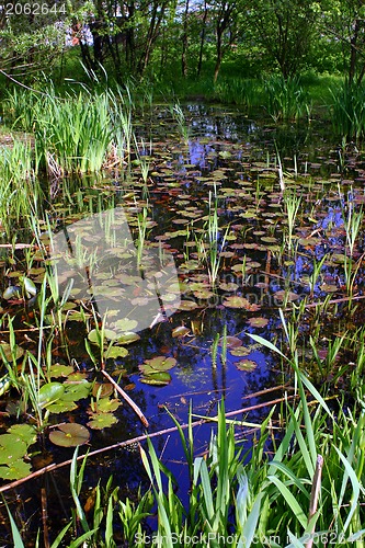 Image of Luxuriant nymphaea pond