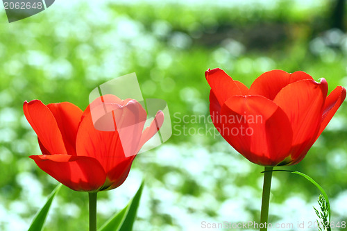 Image of Red flowers