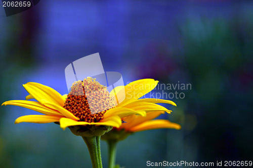 Image of Yellow flower closeup