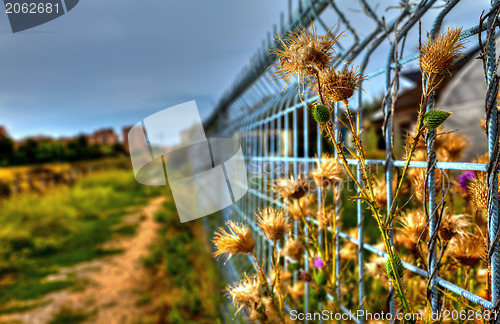 Image of Imprisoned Flowers