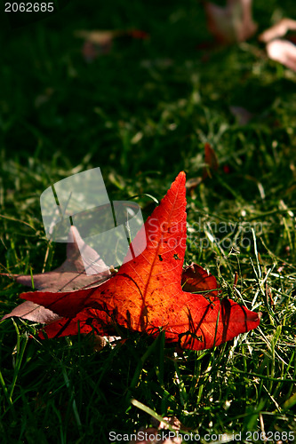 Image of Red leaf