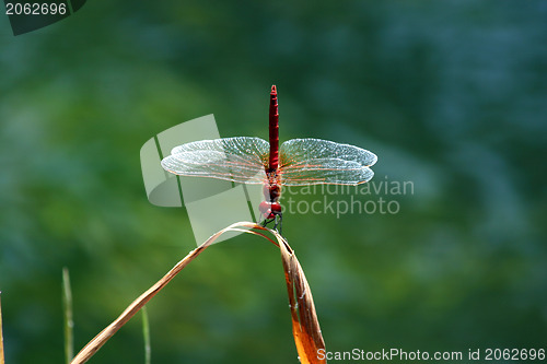 Image of Red dragonfly on a stem