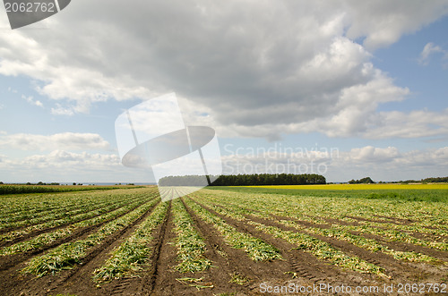Image of Onions